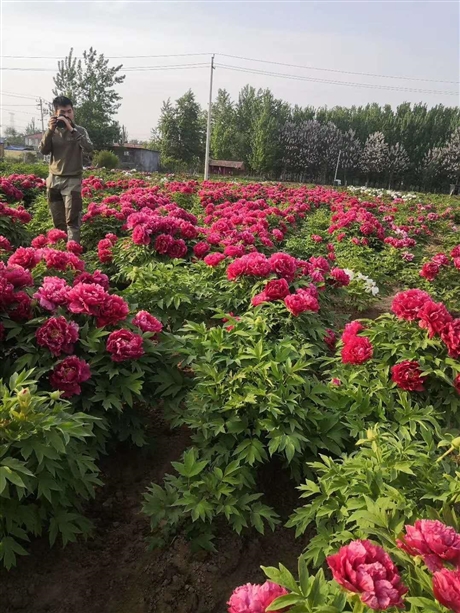 首页 农业 花卉 鲜花 千层观赏牡丹苗种植 牡丹苗种植基地  [ 更新