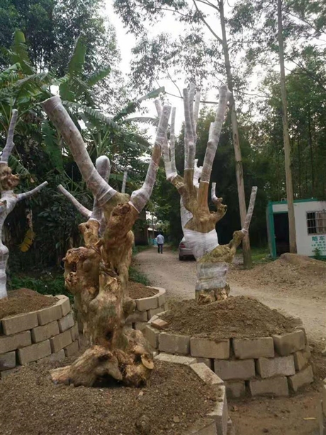 福建批发紫薇树桩紫薇桩价格紫薇古桩紫薇老桩