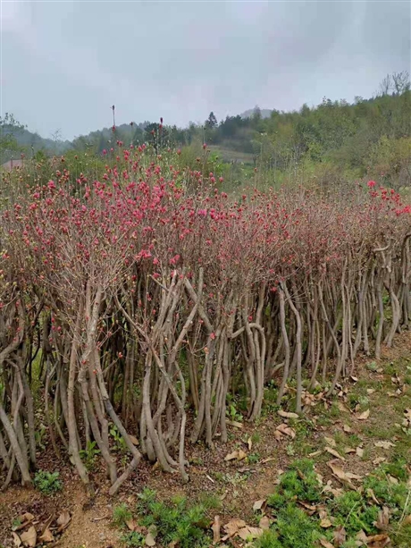 广西映山红树映山红盆景树桩映山红基地映山红批发