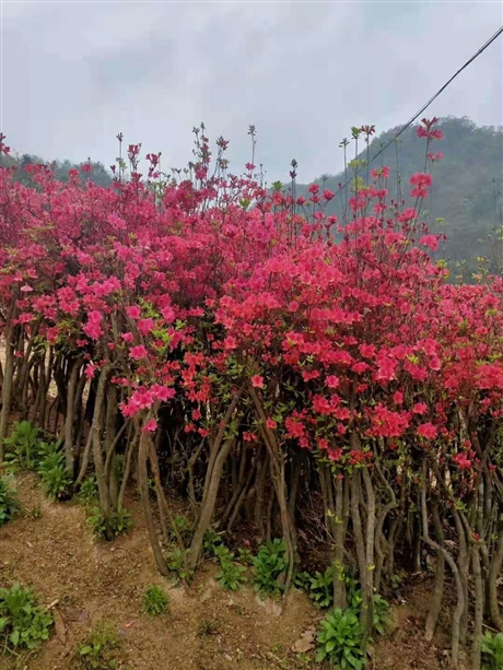 广西映山红树映山红盆景树桩映山红基地映山红批发