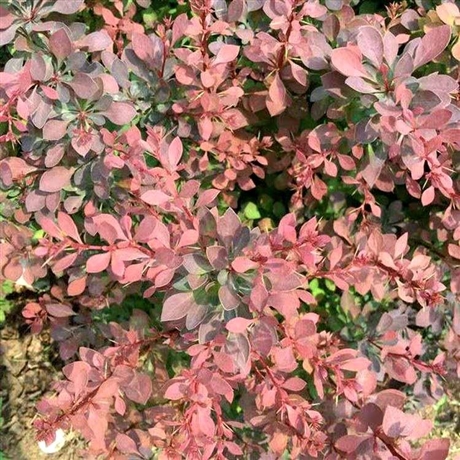 红叶小檗紫叶水蜡种植基地红叶水蜡幼苗河北红叶水蜡