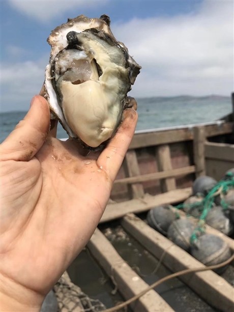 北海生蚝批发价格北海生蚝养殖基地北海生蚝养殖场