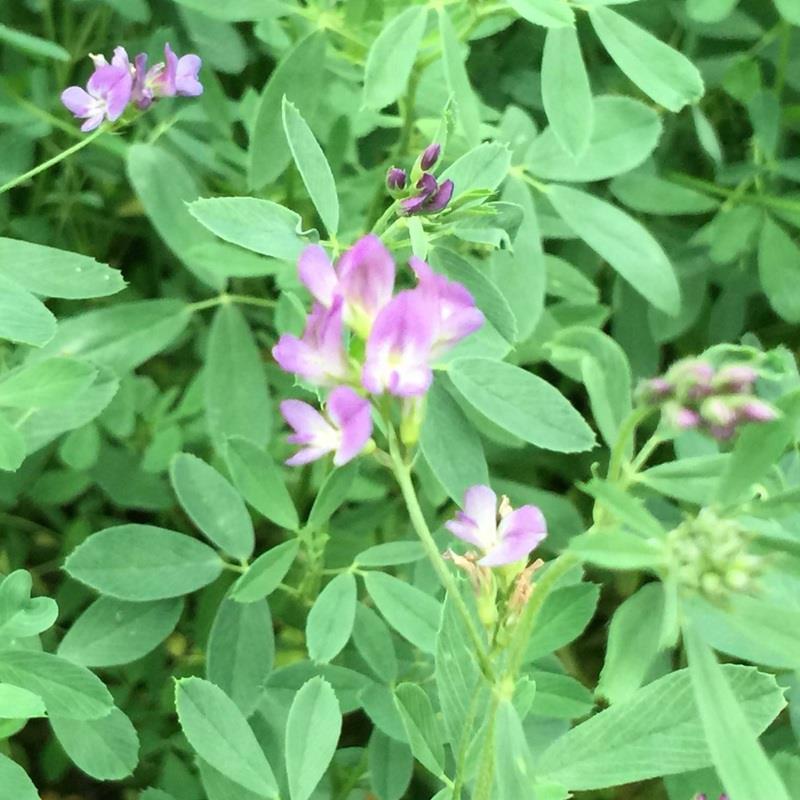 山東紫花苜蓿什麼時候播種