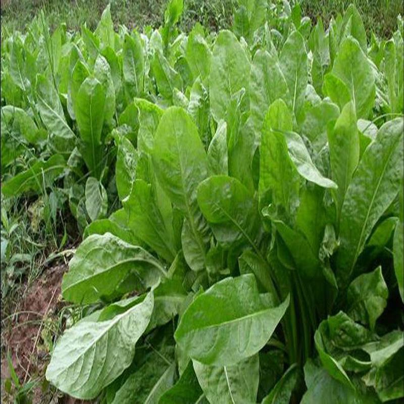 西藏鲁梅克斯什么时候播种