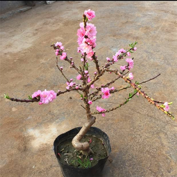 湛江市桃花苗卖厂家大量出售桃花