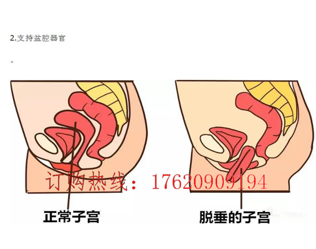 女性私密保養儀是什麼盆底肌修復儀可以修復盆骨嗎