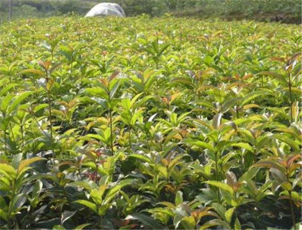 广西桂林朱砂红小苗基地供应广西桂林朱砂红小苗