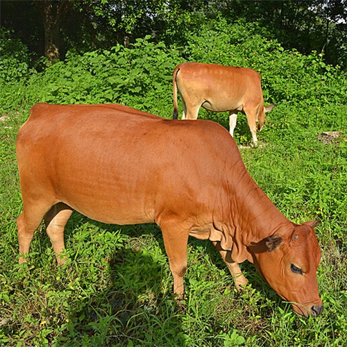 肉牛养殖场鲁西黄牛品质保证