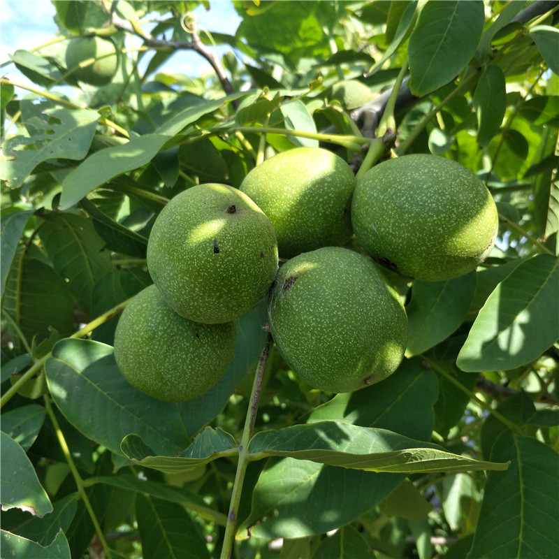 元丰核桃苗价格清香核桃苗栽植方法