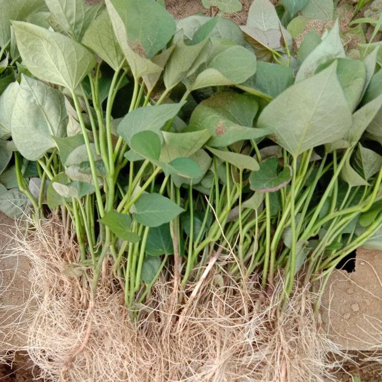 济南地瓜苗威海地瓜苗兖州地瓜苗