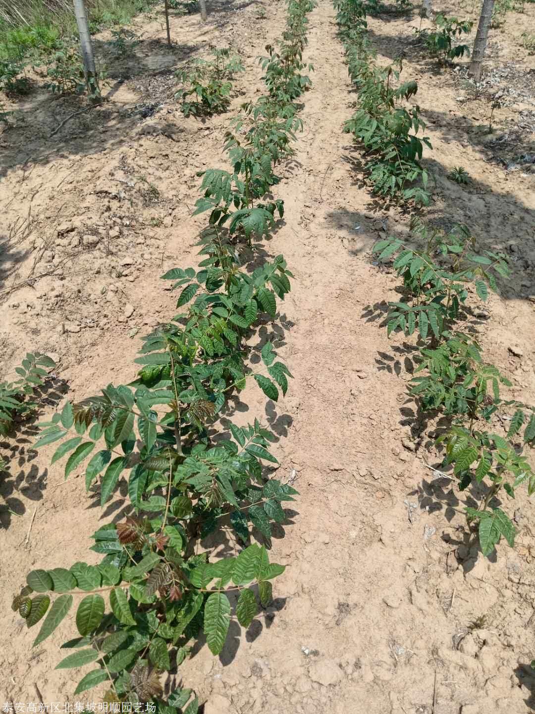 1米香椿苗育苗基地1年香椿苗货源地