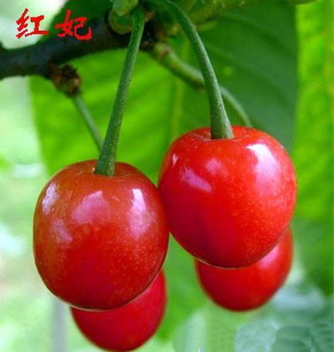 红妃樱桃苗哪里价格便宜红妃樱桃苗介绍