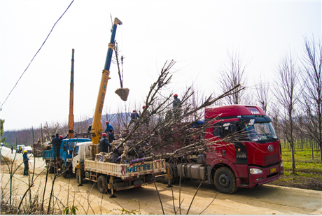 快捷强悍的移树机进口挖树机移树机租赁