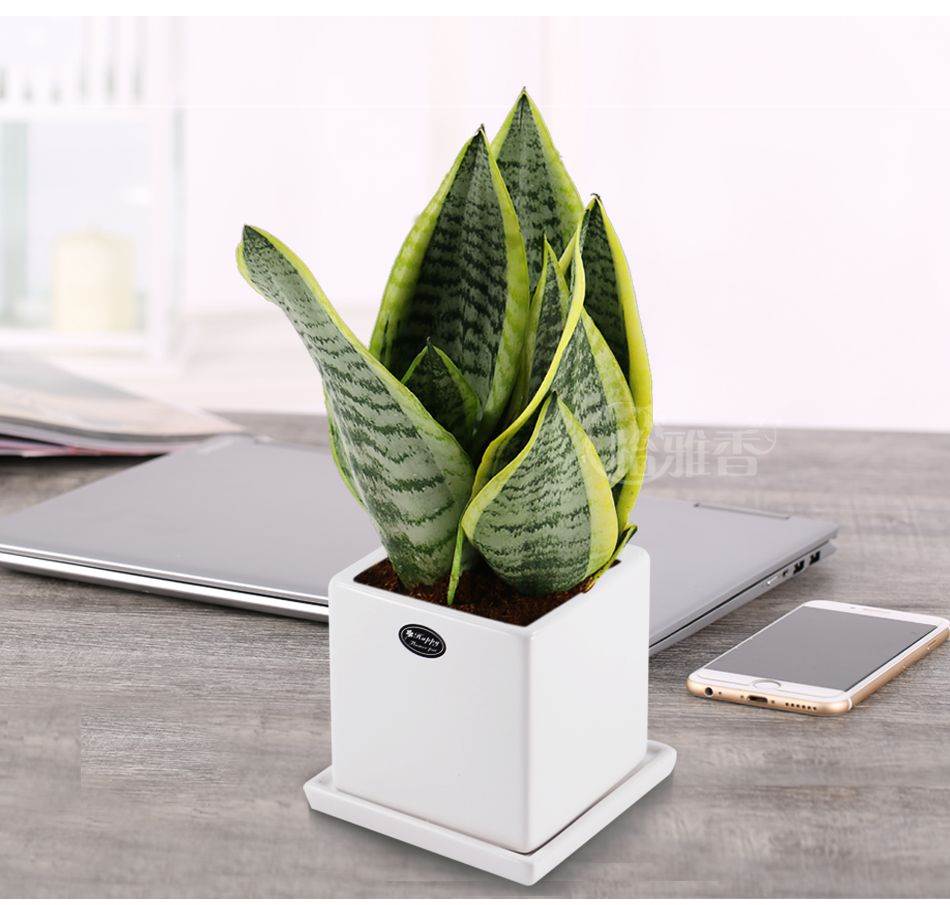 深圳小型盆栽虎尾兰批发零售就在南韵竹风