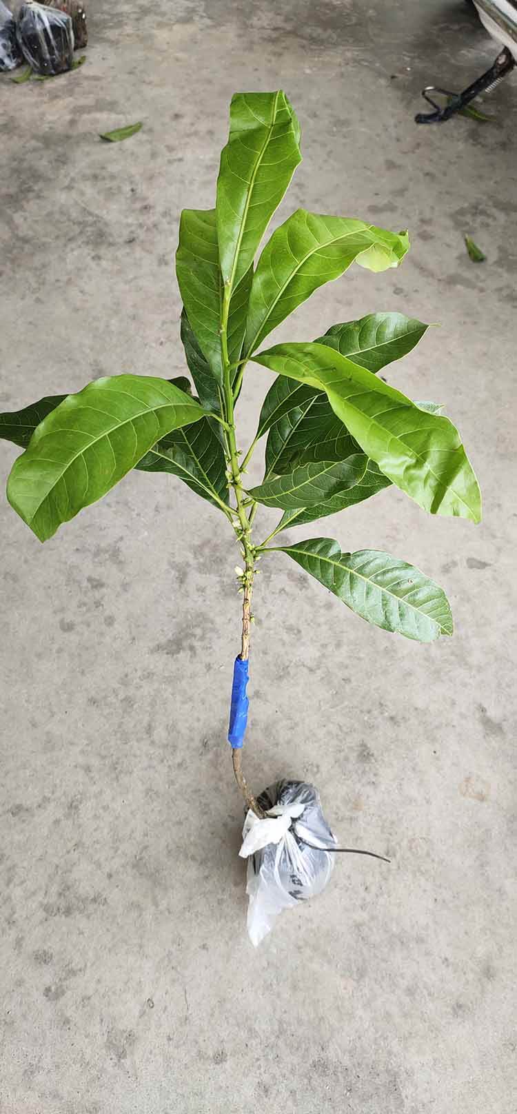 冬蜜黄晶果苗冬蜜黄金果苗冬蜜黄晶果苗幼苗基地直销