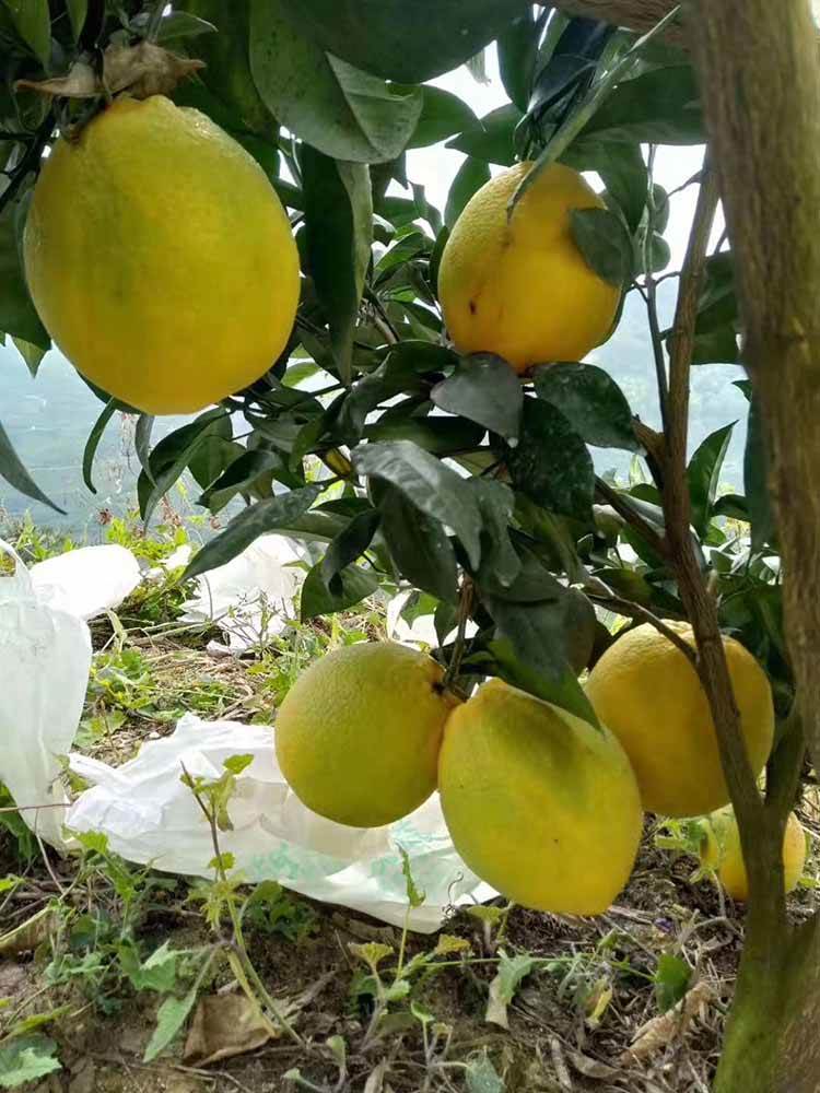 木瓜蜜丁苗 木瓜蜜丁柑橘苗 木瓜蜜丁柚苗 木瓜蜜丁橙苗 基地直销