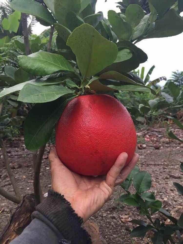 泰国红宝石青柚苗那么