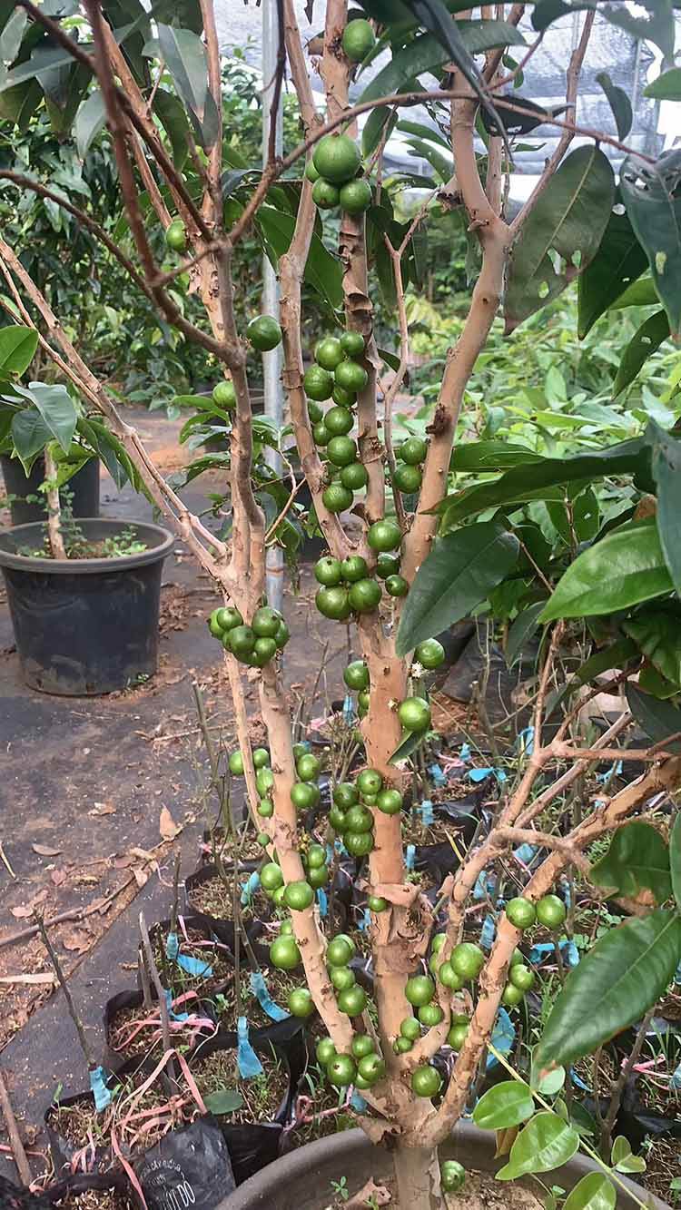 艾斯卡树葡萄苗艾斯卡树葡萄种子树葡萄苗树葡萄种子批发