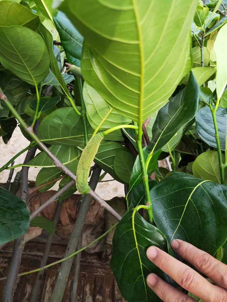 泰国三红蜜柚苗