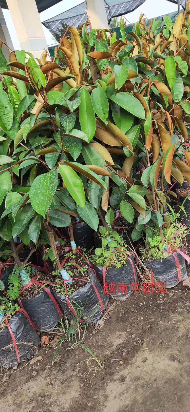 越南牛奶果嫁接苗 牛奶果苗嫁接苗 牛奶果种子苗 牛奶果实生袋苗