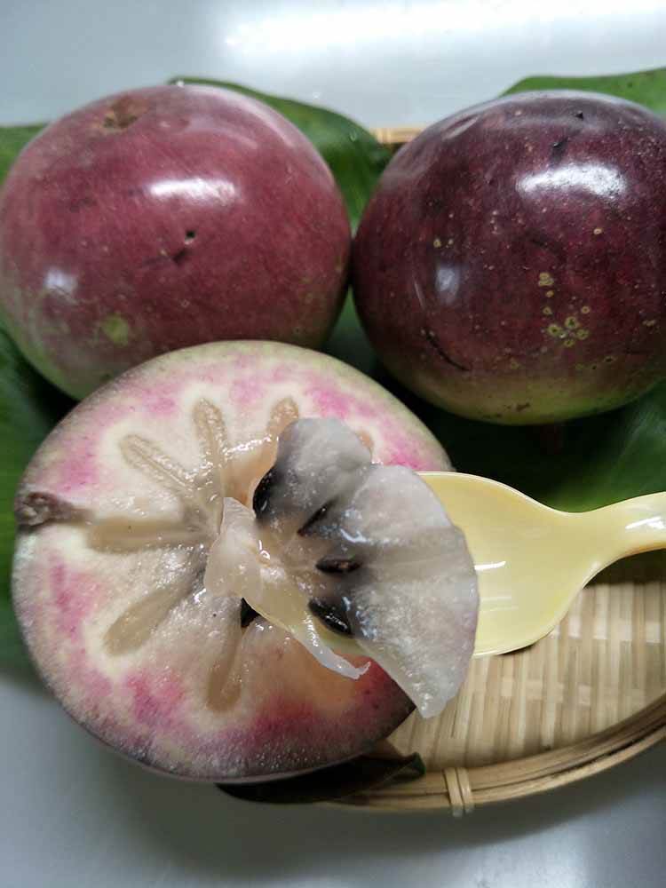 越南牛奶果嫁接苗 牛奶果苗嫁接苗 牛奶果种子苗 牛奶果实生袋苗