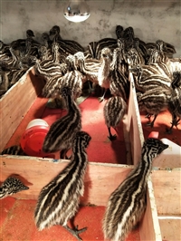 现在澳洲鸵鸟苗鸸鹋苗价格 多少钱一对 成年鸸鹋有多重