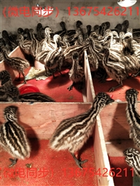 成年澳洲鸵鸟 澳洲鸵鸟苗多少钱