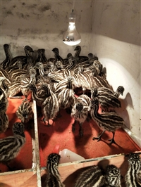 现在澳洲鸵鸟苗 鸸鹋苗价格 多少钱一只 养殖基地 回收价格 