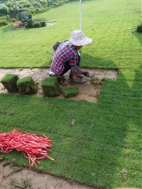 个旧市马尼拉草皮