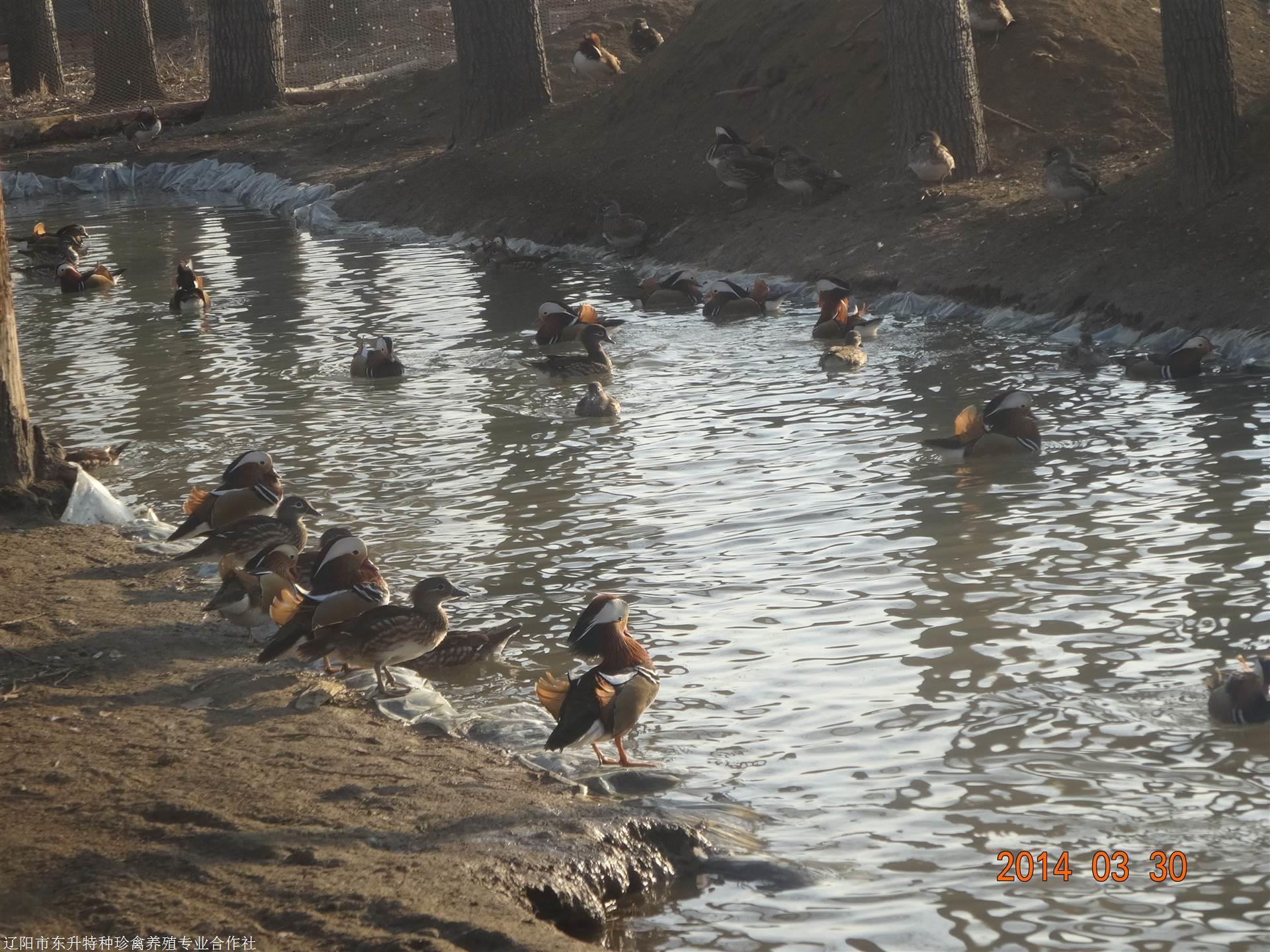 观赏鸳鸯批发,您也可能对以下产品感兴趣哪里有养鸳鸯苗 养殖小鸳鸯苗