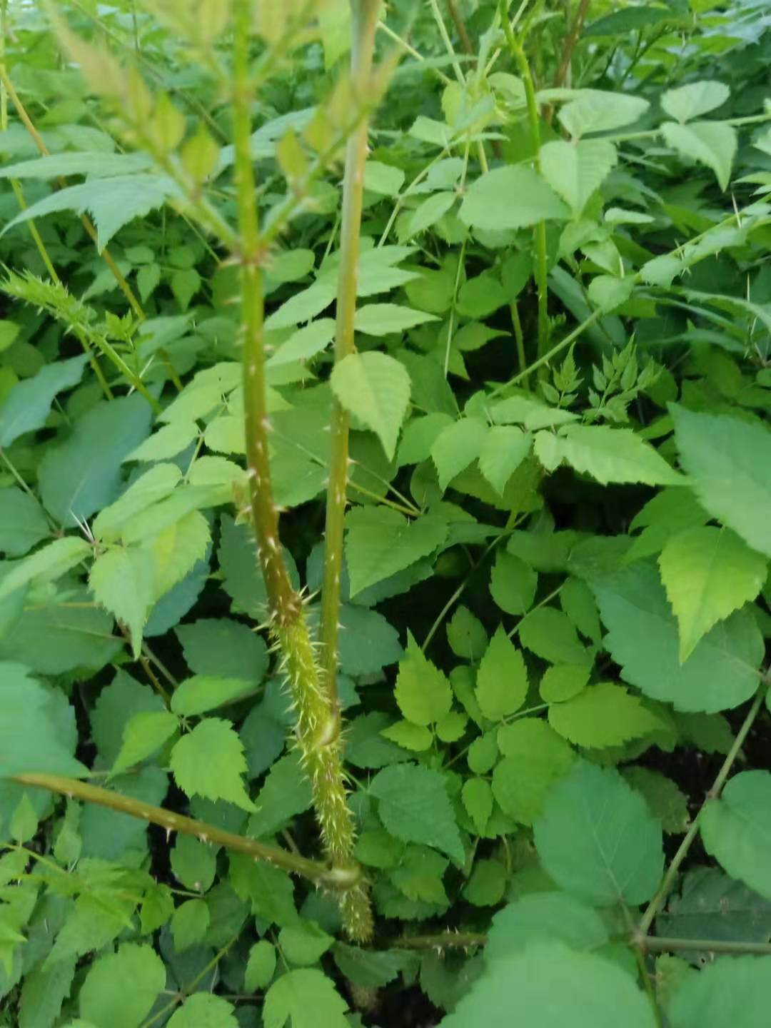 刺嫩芽苗,刺龍芽苗,刺老芽苗價格