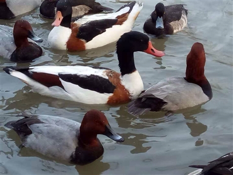 哪里有养鸳鸯苗 鸳鸯活体