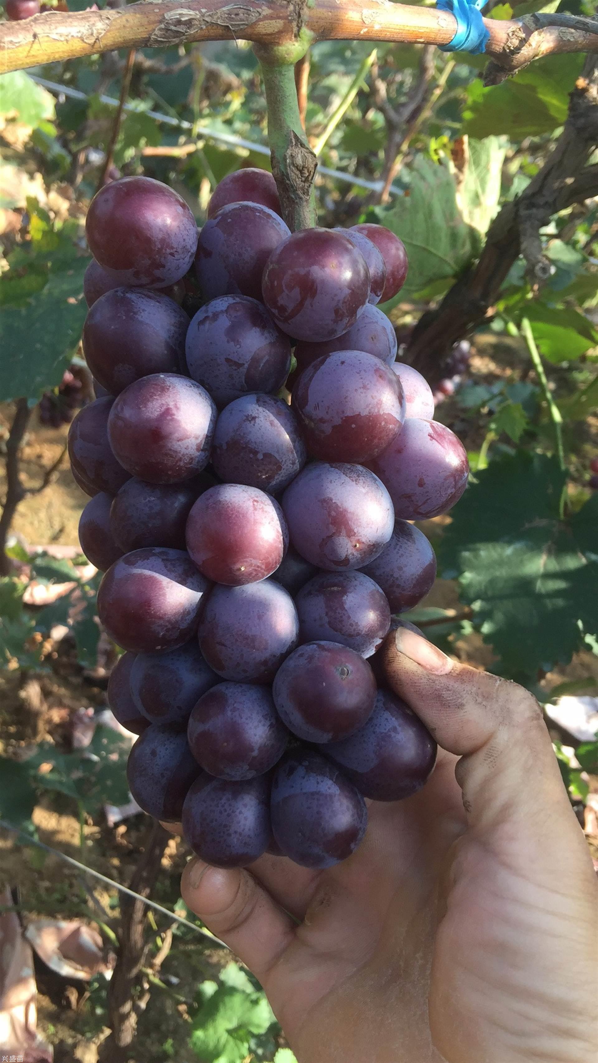 供应优质冷库巨峰葡萄串大粒大口感好一手货源