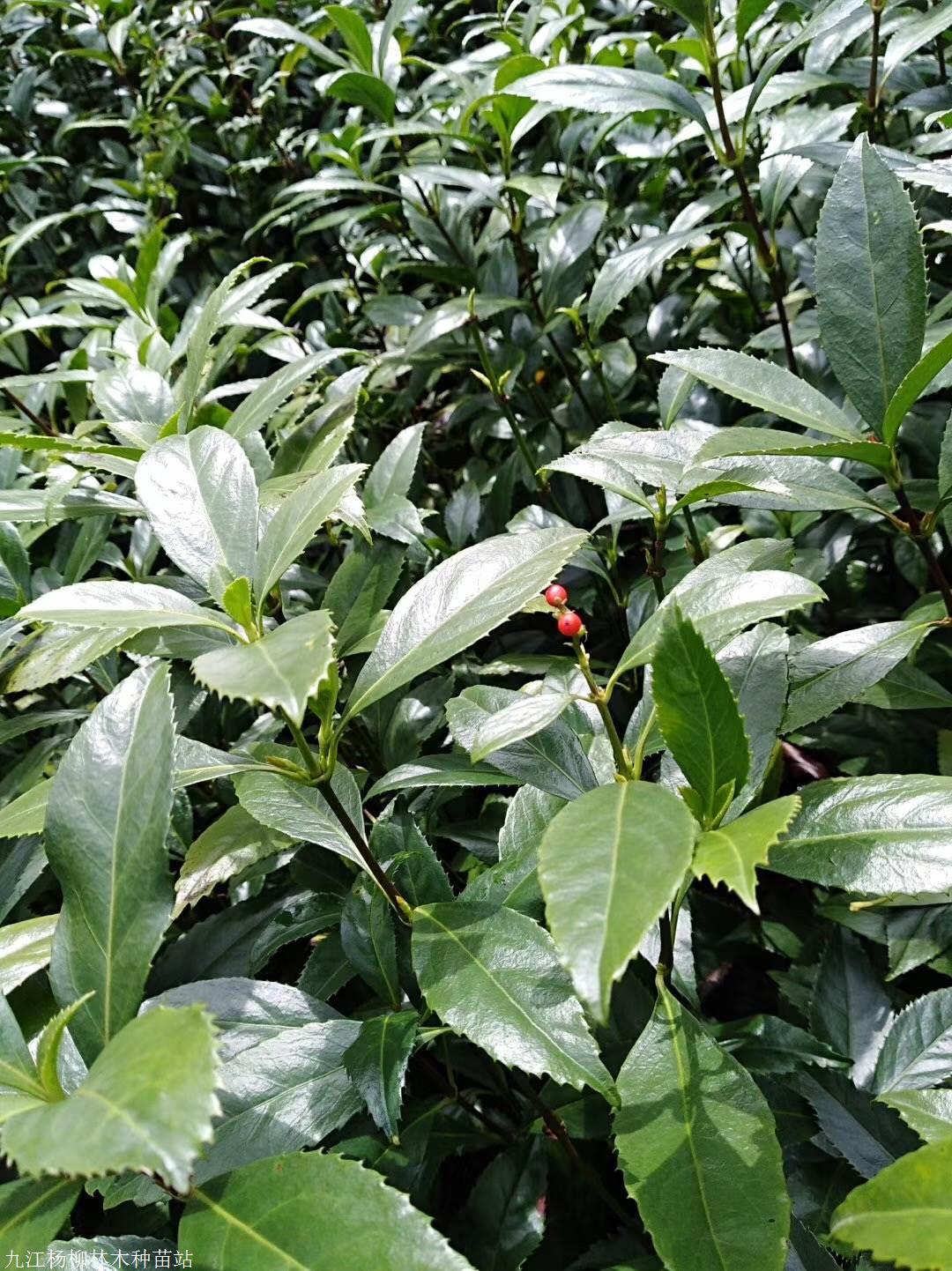 供应草珊瑚种子当年新采草珊瑚种子价格