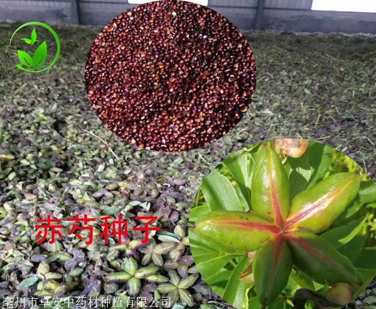 种子搜_种子搜索引擎2025 种子搜_种子搜刮引擎2025（种子搜索手机版官方下载搜索） 磁力资讯