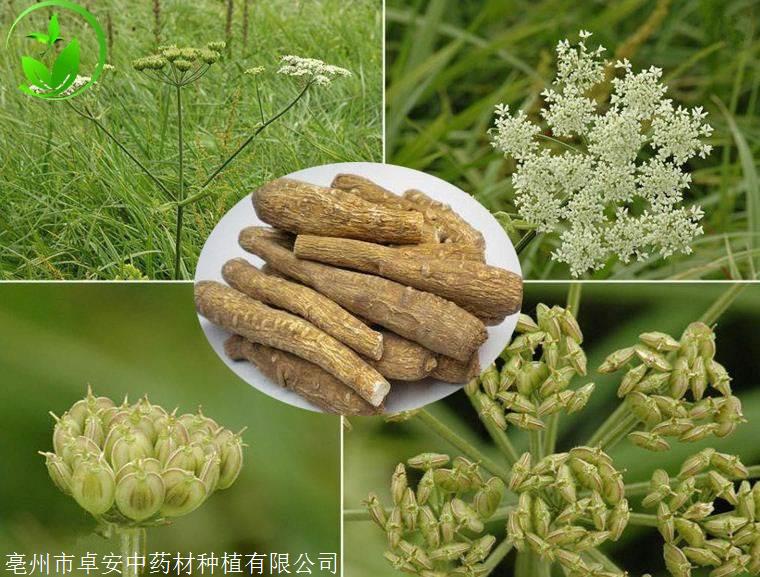 其他种类卓安中药材种苗品牌联系方式产品信息数量- 关键词白芷种子