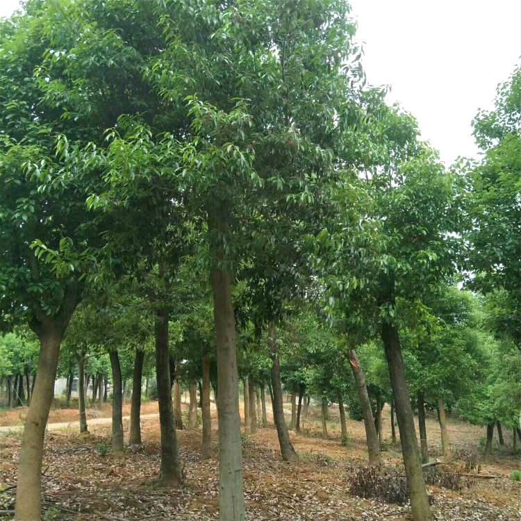 贪官以百万国家资金供自家创业