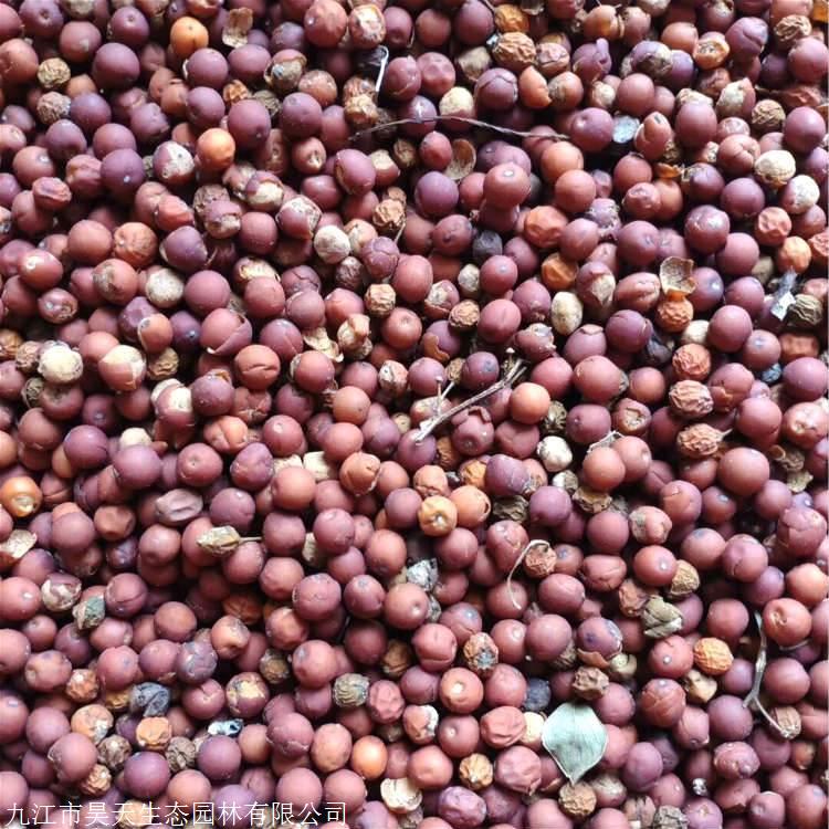新采1000斤朴树种子 昊天种业沙朴种子价格