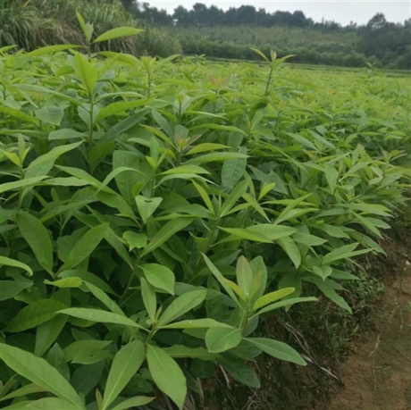 h4080公分木荷袋苗供应木荷营养杯苗价格