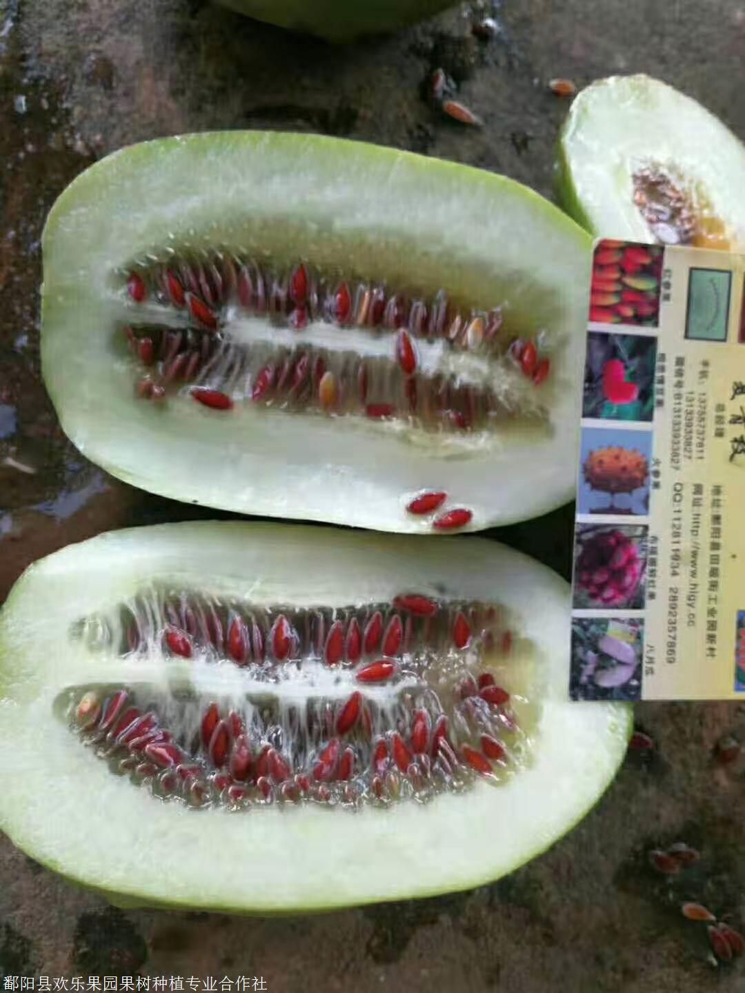 红籽香瓜种植,红籽香瓜种子批发