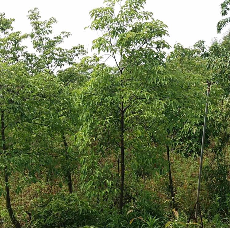 地径36公分香港秀丽四照花苗木供应