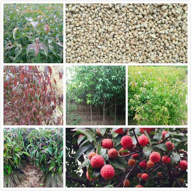 13年四照花苗木60公分香港四照花小苗批发