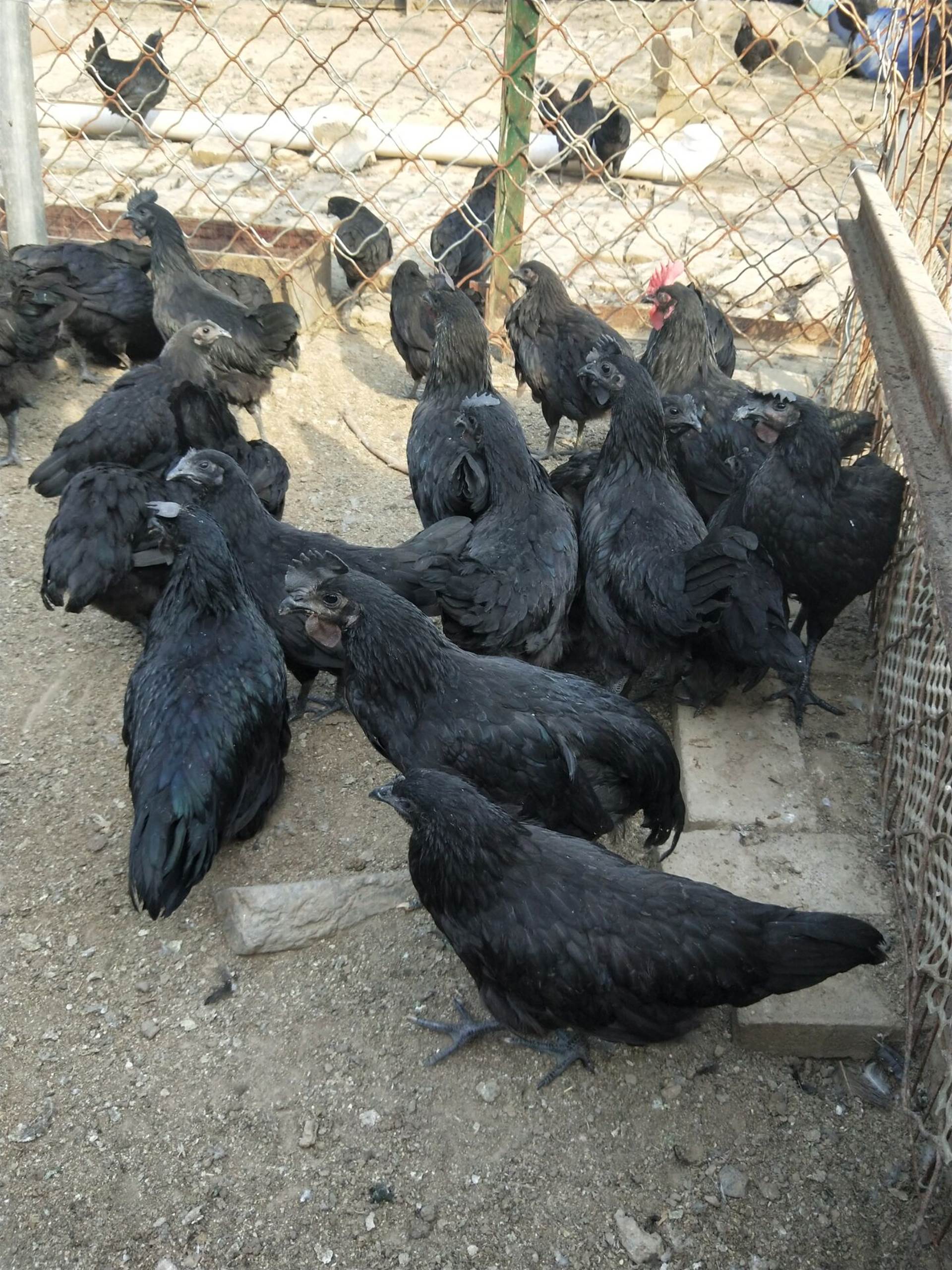 五黑鸡雏鸡图片