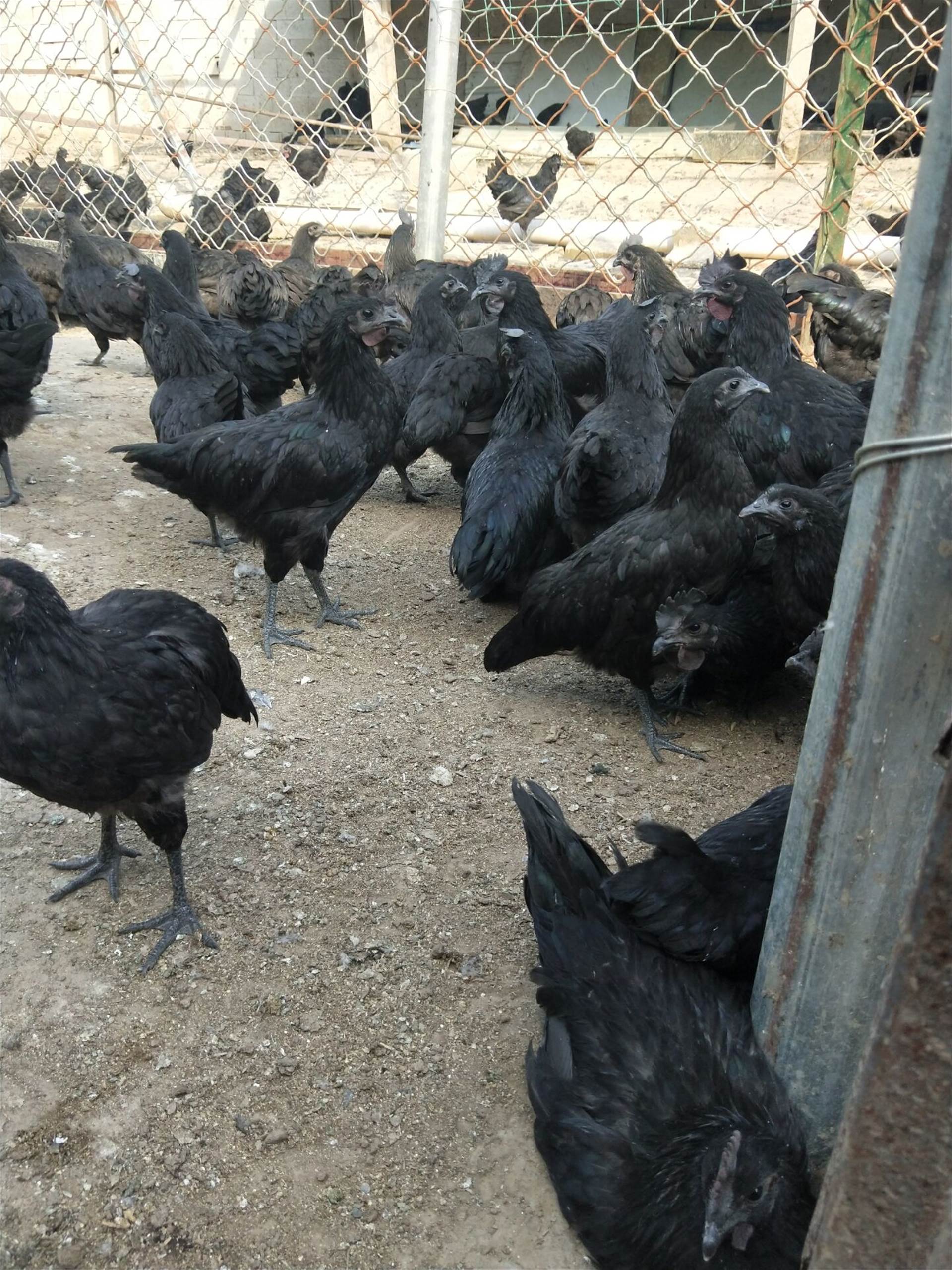 黑羽鸡品种图片