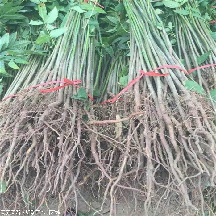 求购香椿苗,哪里出售的香椿苗便宜