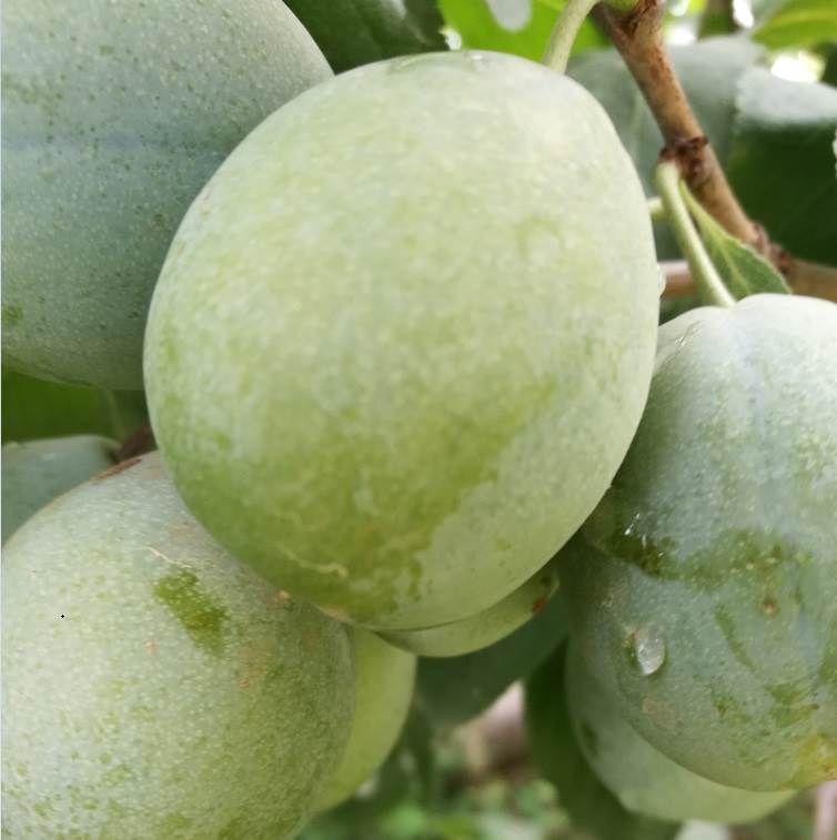 供应卯爷西梅苗金西梅树苗批发