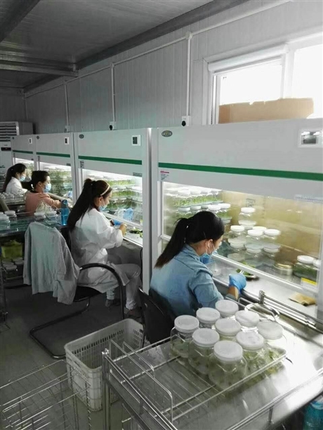 湖南节能组培架 组培室设备