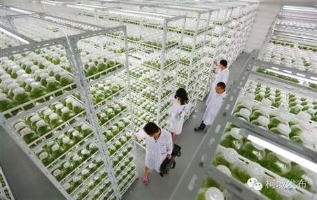 海南培养架   组培架厂家   价格   组培室设计