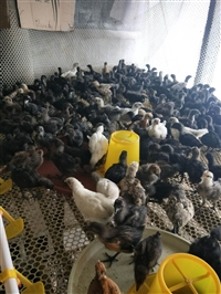 今日成年五黑鸡苗多少钱一只 绿壳蛋鸡价格养殖基地