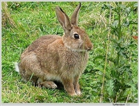 今年比利兔价格 多少钱一只 种兔 肉兔 公羊兔 养殖基地 